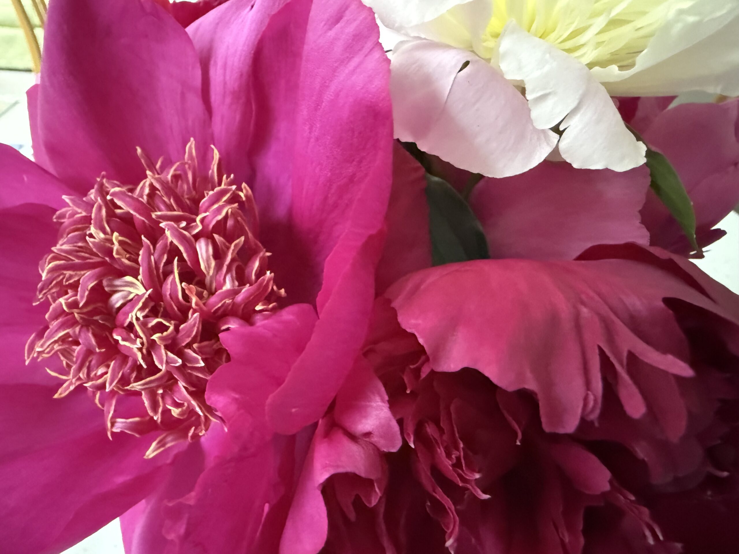 Flower Power – June’s competition